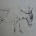 L.H.Jungnickel "Stehender Esel nach rechts" Kohle auf Papier, 24x32 cm