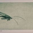 Zeno Wolf "Der Gast unter meinem Bett" Diamantnadelradierung 10 x 20 cm