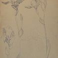 Ernst Nepo "Lilien" 1920, Bleistift, 43 x 33 cm