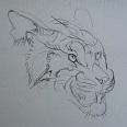 L.H. Jungnickel "Tigerkopf" Kohle auf Papier, 24x35 cm