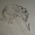 L.H.Jungnickel "Liegender Bär auf einem Ast" Kohle auf Papier, 36x45 cm