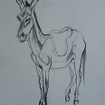 L.H.Jungnickel "Gesattelter Esel" Kohle auf Papier, 33x24 cm